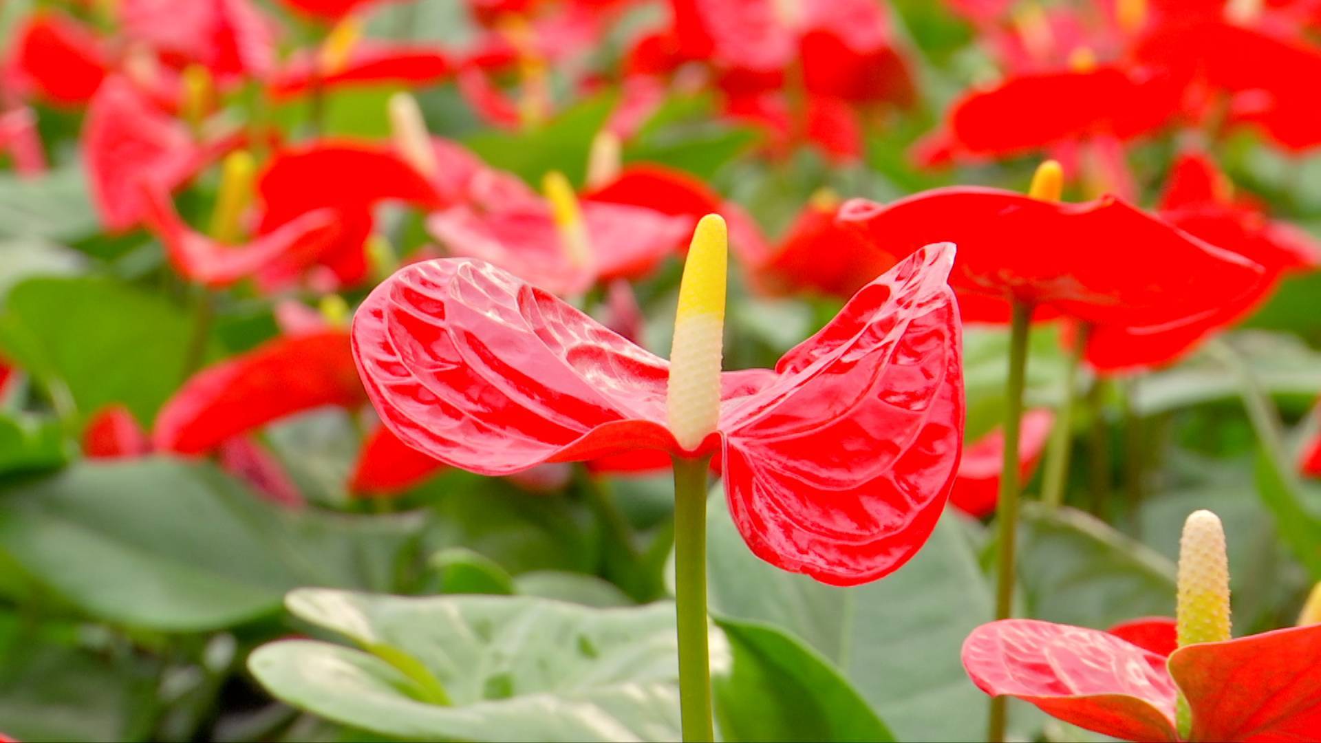 室內也能養出繁花似錦?紅掌花的家養秘訣大公開!