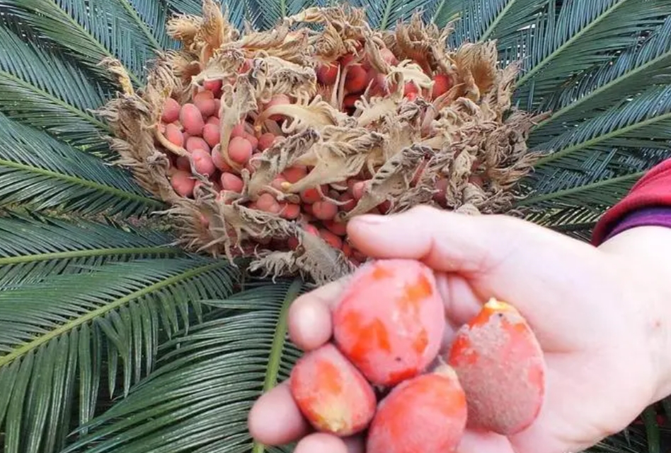 鐵樹果實也能變綠洲?種植攻略揭秘,從選種到養護,一步不落!