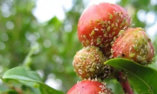 石榴樹病蟲害大作戰：創新防治策略，守護每一顆紅寶石般的果實！