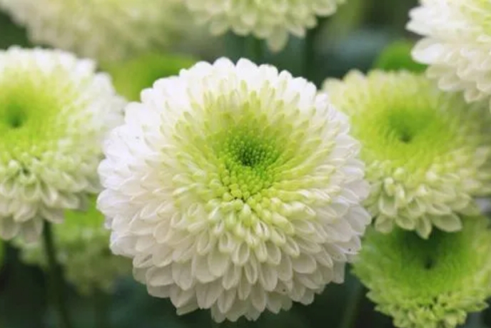 <b>從種子到花海，東洋菊養殖技巧大公開，打造日式風情庭院！</b>