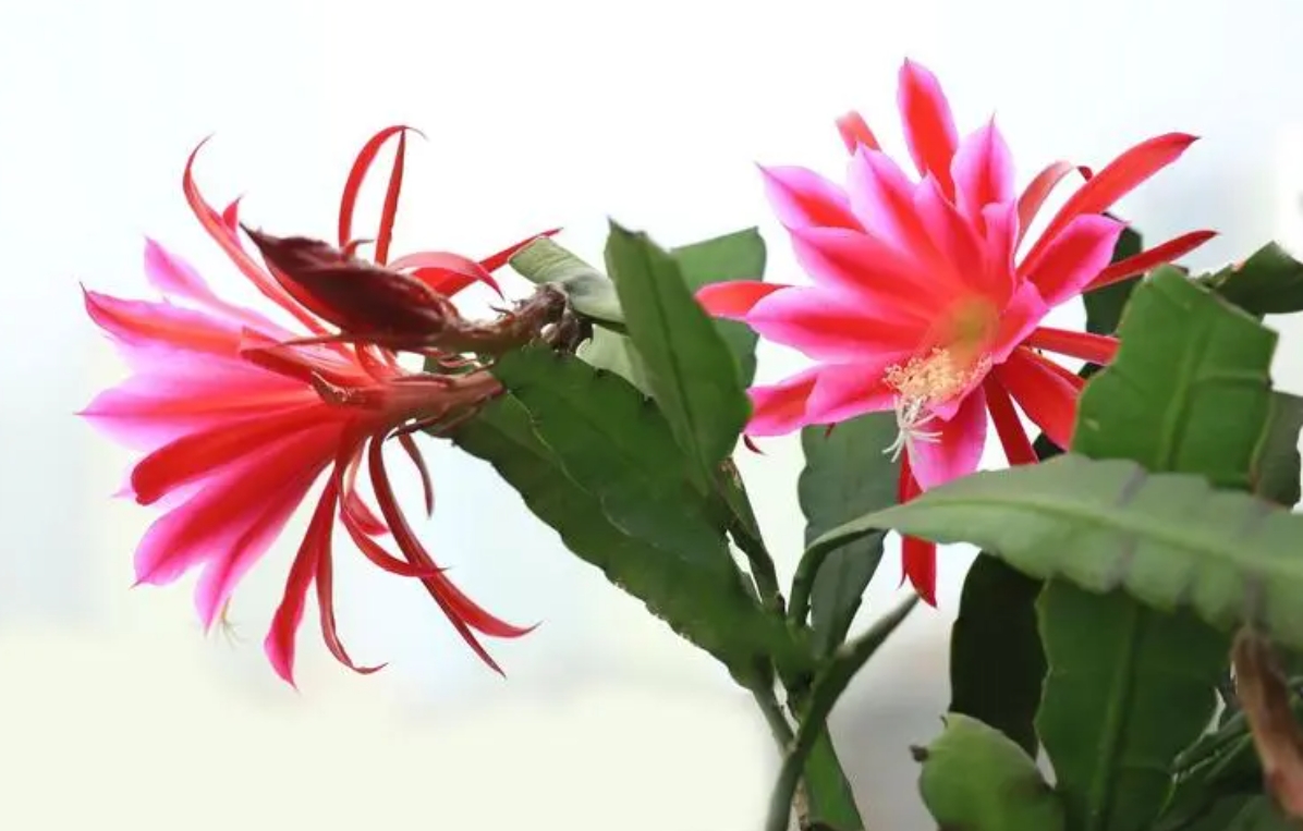 <b>一夜之間，驚豔不同！令箭花與曇花的區別你了解多少？</b>