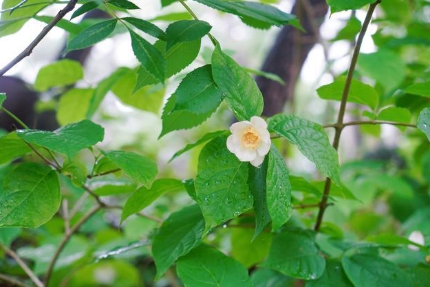 <b>從夏到冬，蠟梅雙驕：夏蠟梅與臘梅的區別絕美碰撞</b>
