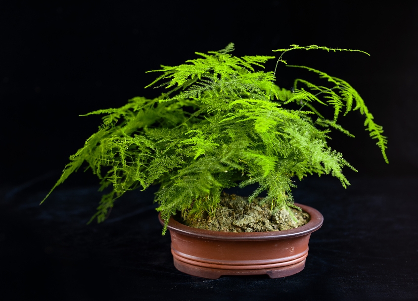 文竹王國解鎖不為人知的多樣品種，每一株都是自然界的藝術品