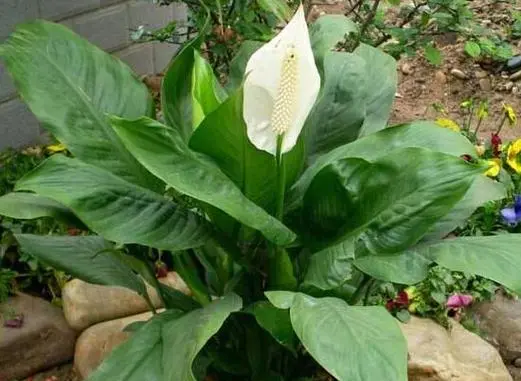 花卉界的‘雙麵嬌娃’：一帆風順的美麗與‘毒性’傳說！
