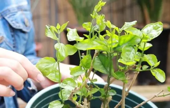 茉莉花種子發芽開花秘籍大公開！讓你的陽台秒變芬芳花海！