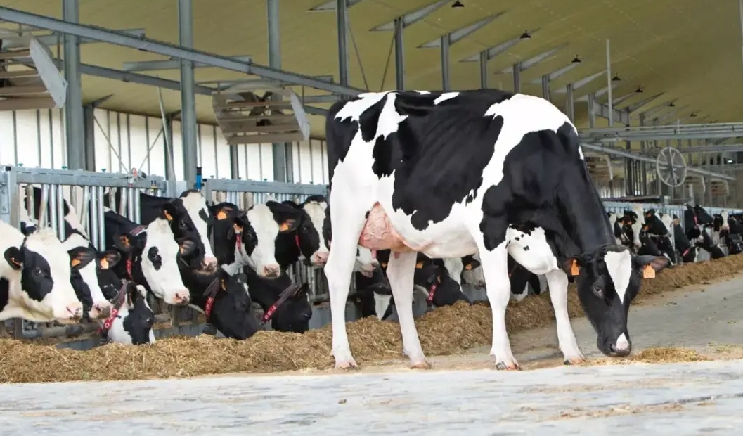 <b>奶牛養殖粗飼料黃金配比，產出優質奶源的秘密武器！</b>