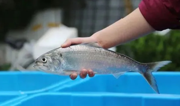 <b>科技賦能打造綠色健康產業鏈-刀魚人工養殖技術的革新之路與管理藝術</b>