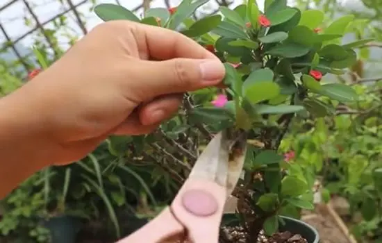 虎刺梅修剪時機與方法，四季輪轉虎刺梅魅力不減！
