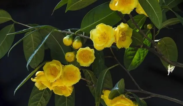 <b>金花茶之謎：開花盛宴VS花苞珍藏，哪個才是泡水養生王道？</b>