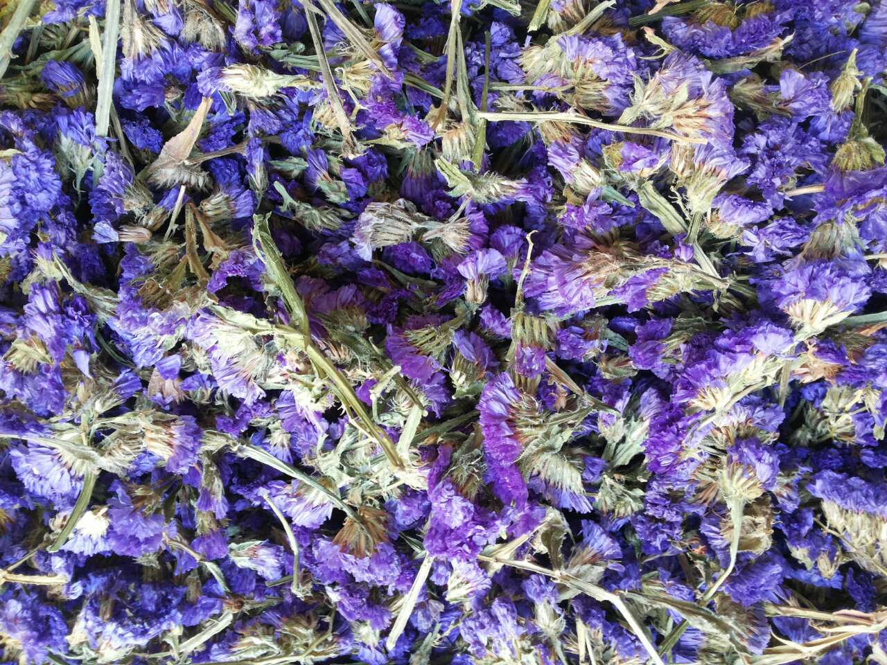 勿忘我花茶:不隻是茶,更是美容養顏新寵兒!