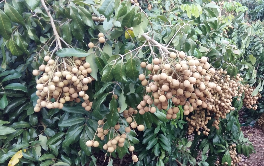 桂圓樹種植最佳氣候土壤條件，輕鬆收獲甜美果實