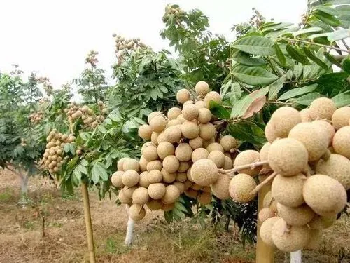 桂圓樹種植最佳氣候土壤條件,輕鬆收獲甜美果實