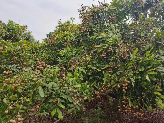 桂圓樹種植最佳氣候土壤條件,輕鬆收獲甜美果實