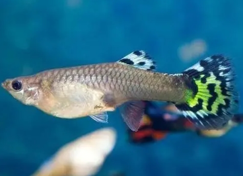 <b>從魚缸到海洋養殖經濟：鳳尾魚人工養殖技術的革新與管理藝術</b>