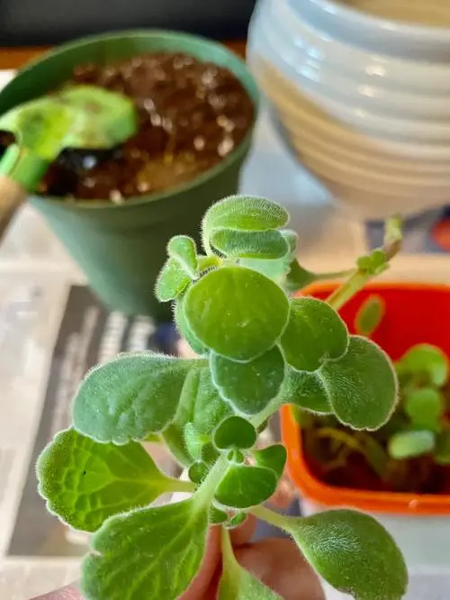 綠植新寵碰碰香扡插生根技巧，輕鬆打造滿室芬芳