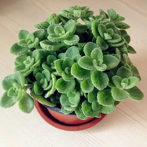 綠植新寵碰碰香扡插生根技巧，輕鬆打造滿室芬芳