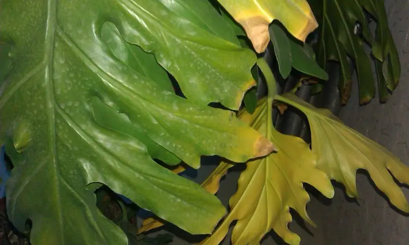 龜背竹葉子發黃焦邊幹枯元凶-從翠綠到枯黃，龜背竹的悲歌拯救指南