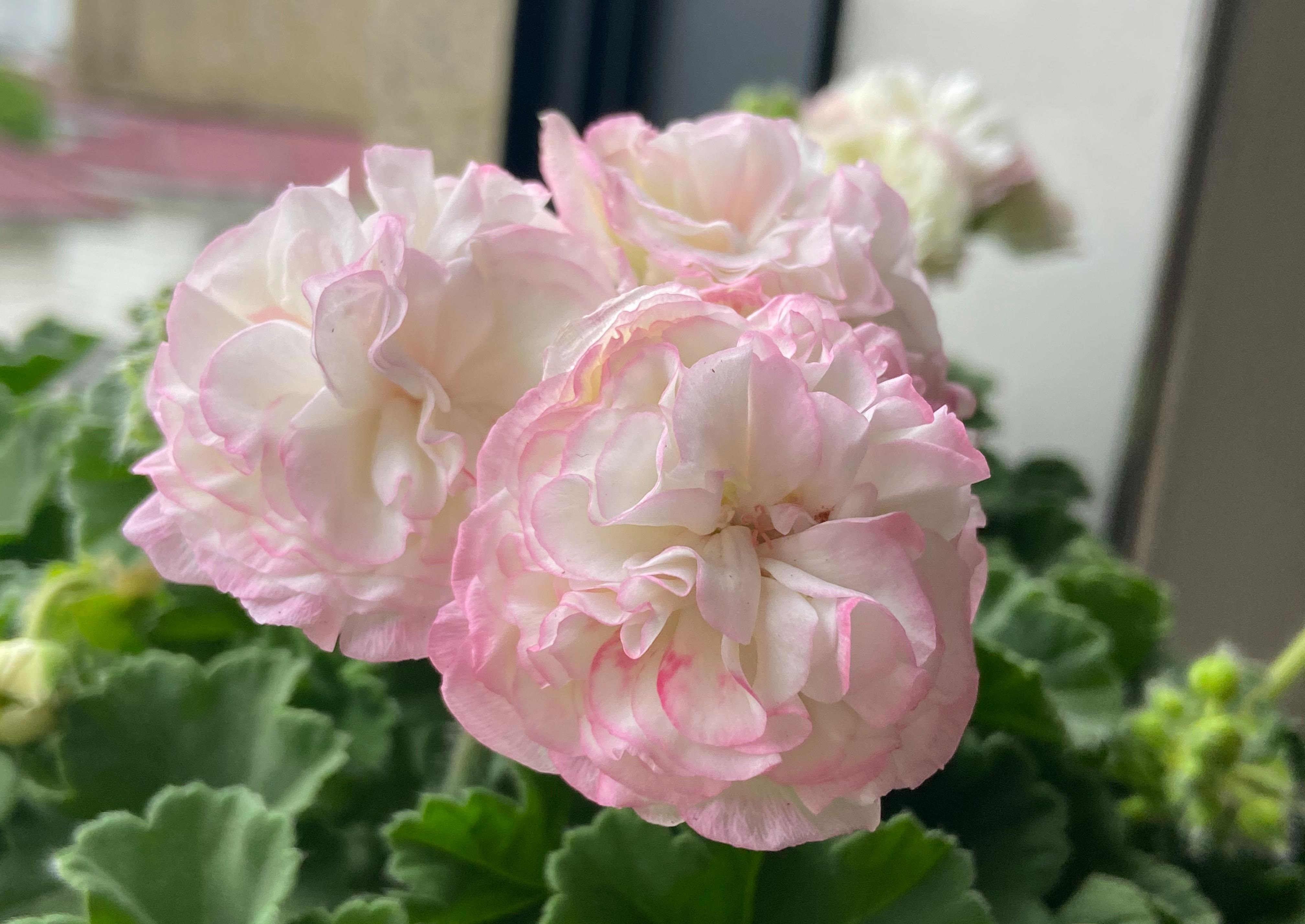 夏日綠植扡插計劃:天竺葵扡插種植攻略,讓陽台四季如春