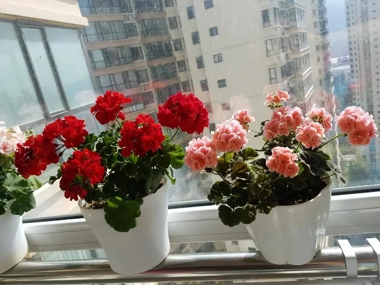 夏日綠植扡插計劃:天竺葵扡插種植攻略,讓陽台四季如春
