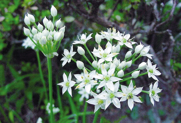 韭菜開花後還能吃嗎？別急著扔韭菜開花才是餐桌上的美食新寵