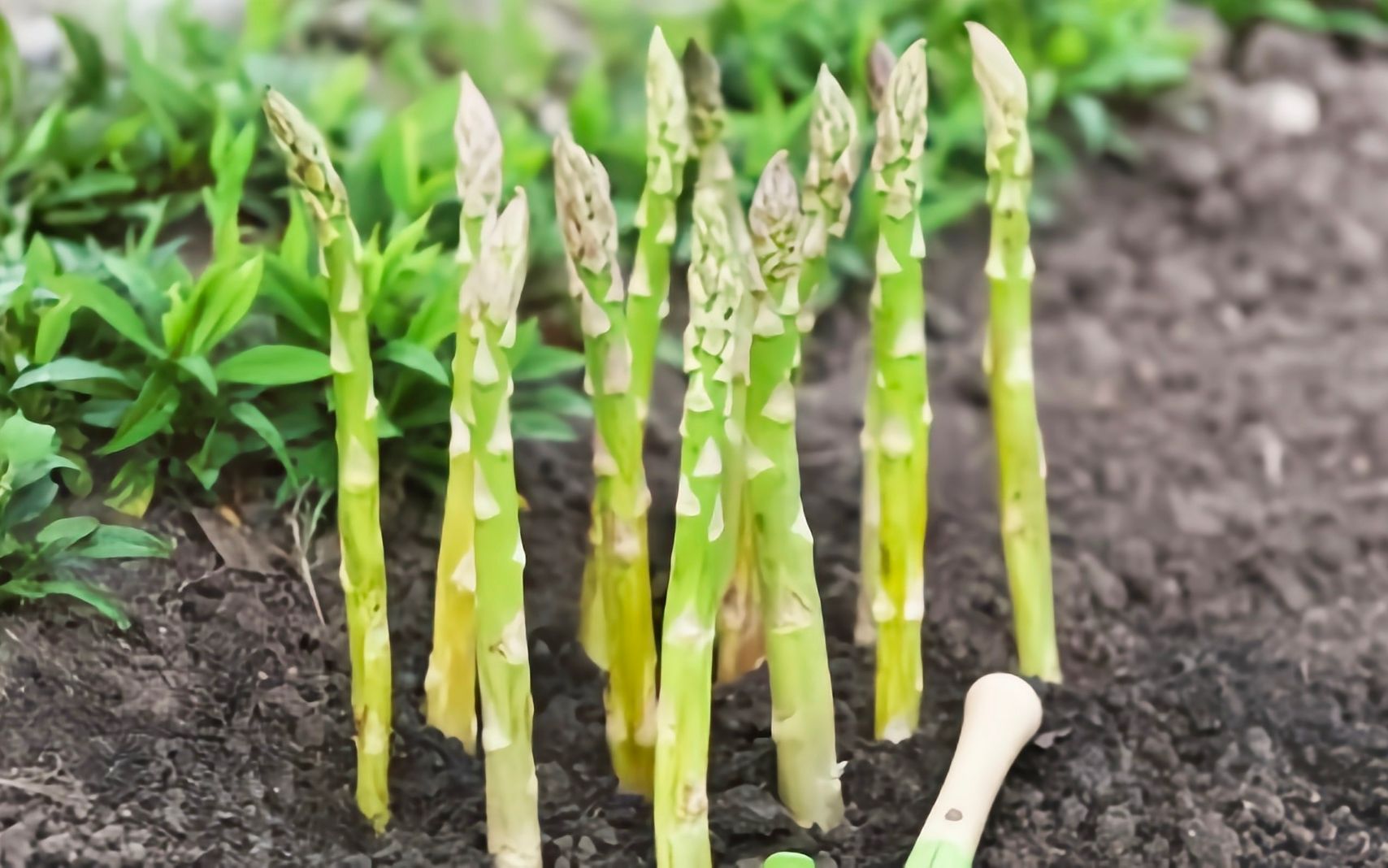 探索蘆筍種植地圖,品味產地特色享受綠色健康蘆筍
