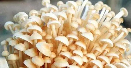 金針菇為什麼又細又？為何它不像其他蘑菇般龐大？