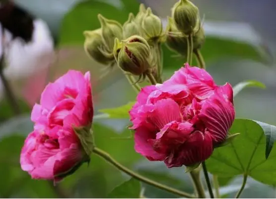 芙蓉花是美容聖品也是守護健康衛士,你不可不知的芙蓉花藥用寶藏!