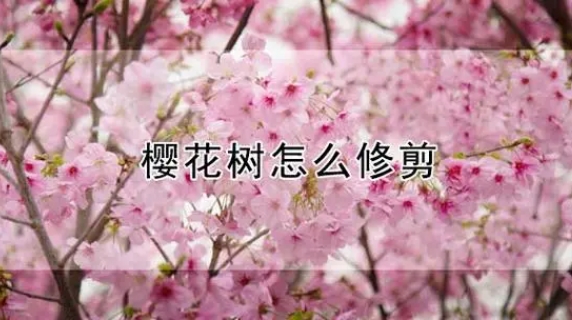<b>春日裏的魔法剪：櫻花樹修剪全攻略，讓美麗不再隻是瞬間！</b>