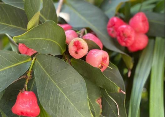 <b>蓮霧種植生長環境與溫度要求，助你輕鬆培育美味果實</b>