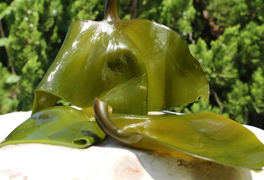 <b>海帶是動物還是植物？科學界也懵了！</b>