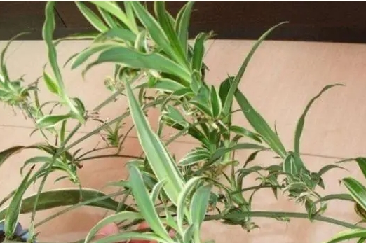 吊蘭葉子會長出根須？吊蘭展現的逆天生長能力奧秘。