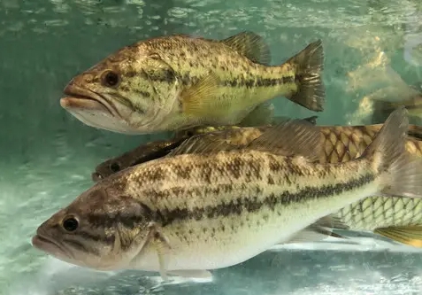 <b>鱸魚人工養殖是淡水還是海水好養，誰主沉浮？</b>