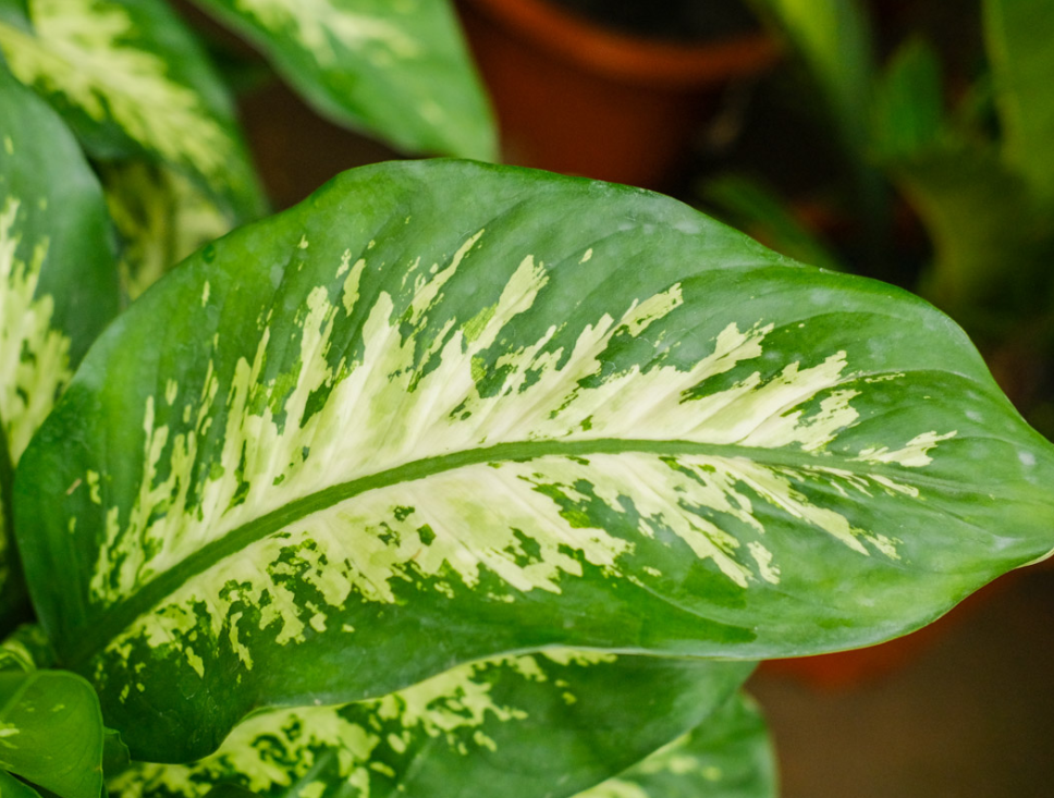 萬年青生長養護秘籍：絕密技巧讓你的綠植繁茂如林！
