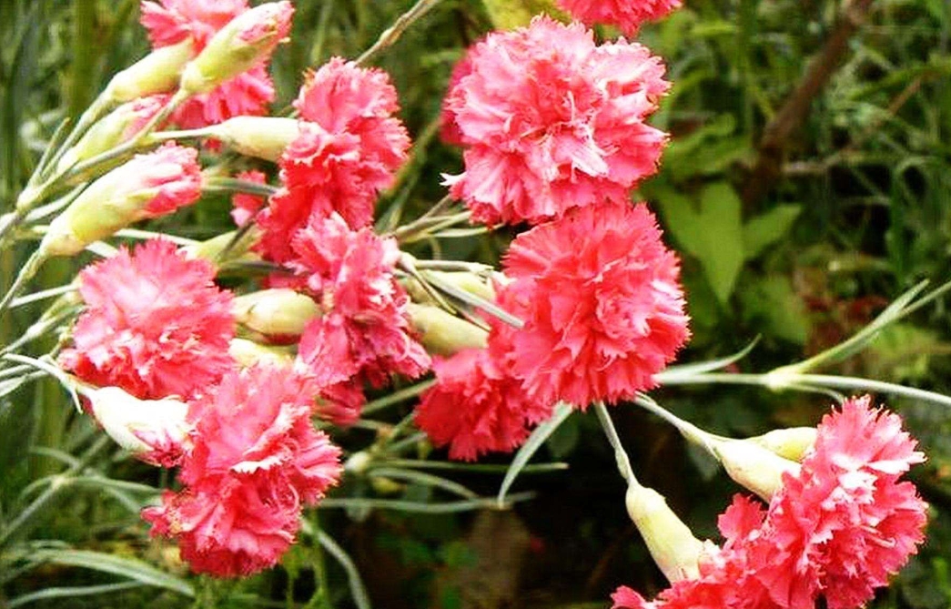 康乃馨花是草本還是木本植物?草本之美,不容置疑