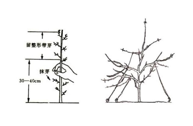 山竹果樹怎樣修剪枝條?果樹修剪新法讓果實如繁星般璀璨。