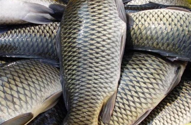 <b>告別草魚不吃食煩惱！草魚養殖厭食症”解決方案大放送！</b>