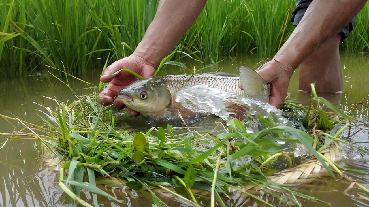 告別草魚不吃食煩惱!草魚養殖厭食症”解決方案大放送!