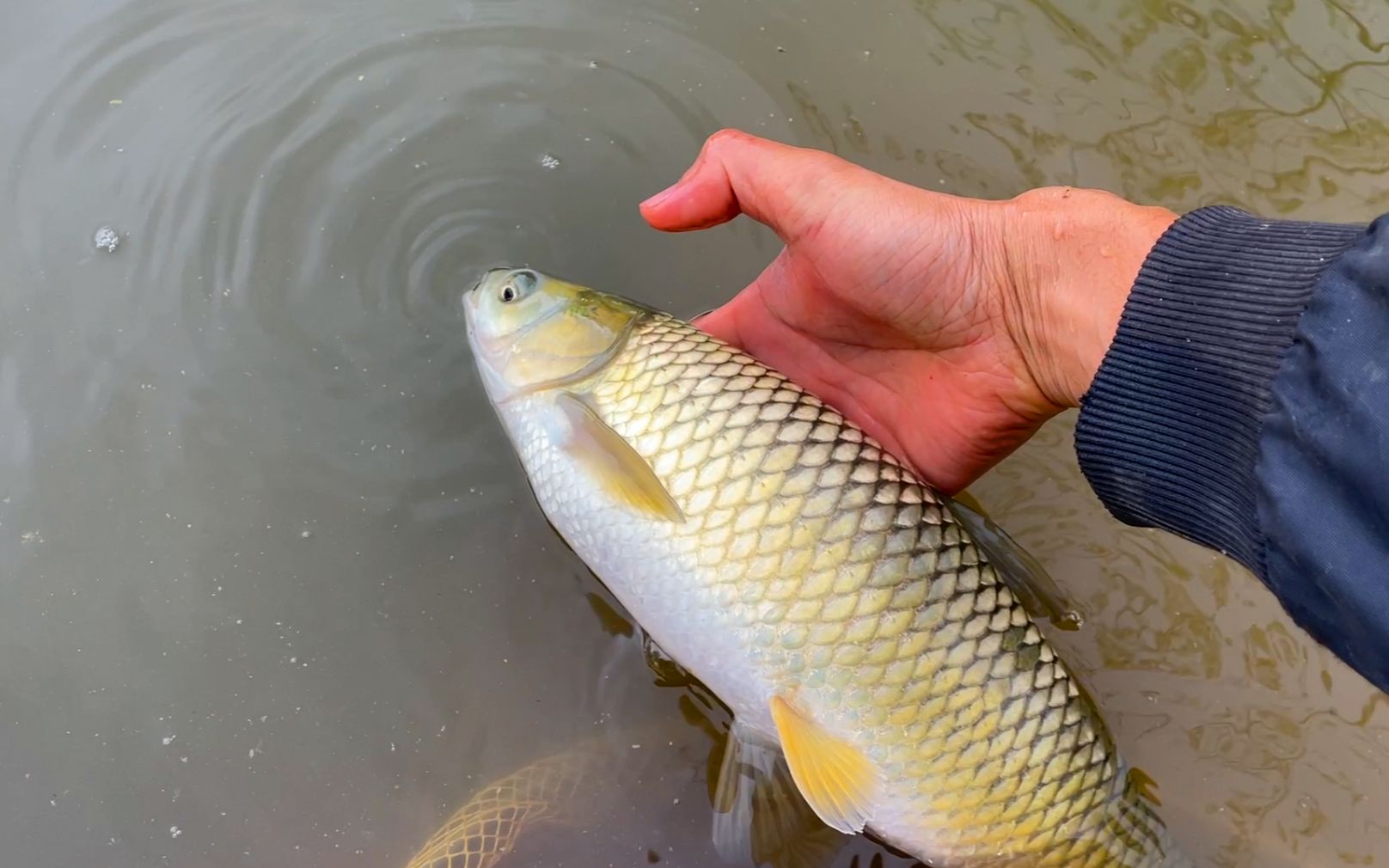 告別草魚不吃食煩惱!草魚養殖厭食症”解決方案大放送!