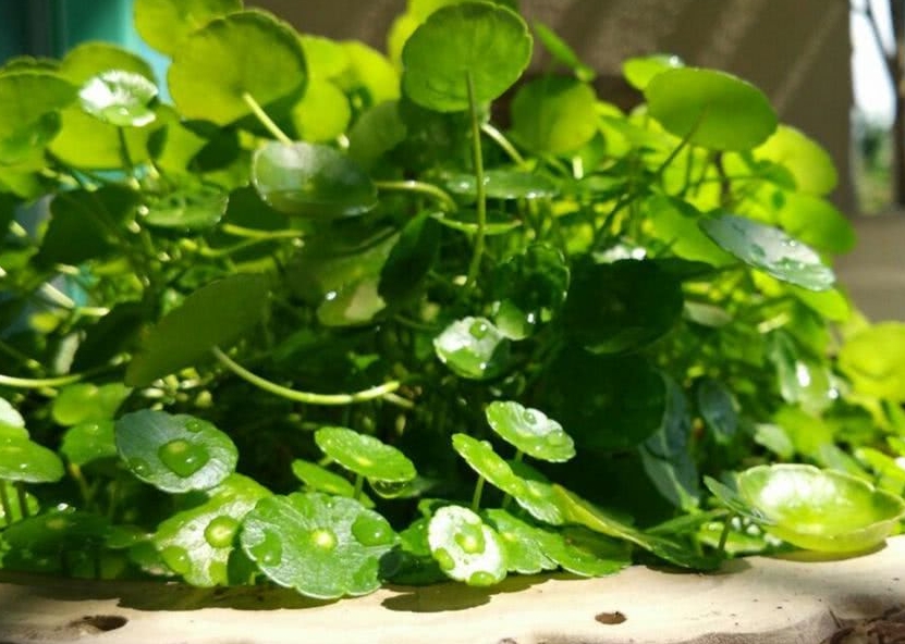 <b>銅錢草可以放魚缸當水草養嗎？銅錢草入缸魚樂無窮！</b>