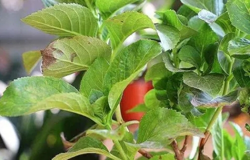 <b>繡球花幹葉是什麼原因？專家揭秘四大元凶及拯救秘籍</b>