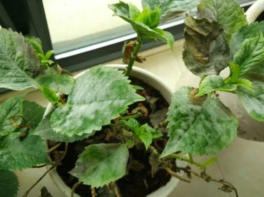 繡球花幹葉是什麼原因?專家揭秘四大元凶及拯救秘籍