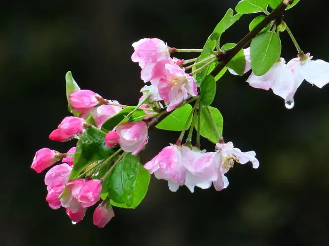 海棠花為什麼不吉利？為何有人愛其美，有人懼其“凶”？