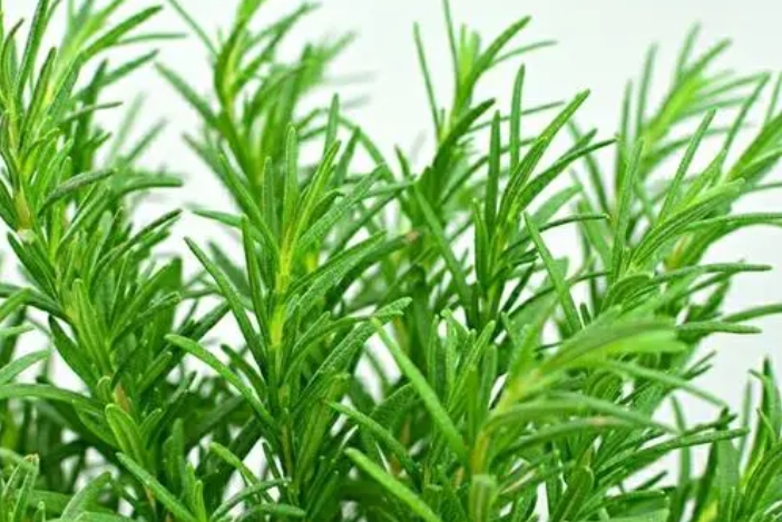 <b>迷迭香是草本還是木本植物？從葉子到莖幹屬性介紹。</b>