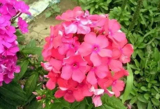 <b>福祿考播種到開花時間全記錄，火速圍觀驚豔綻放</b>