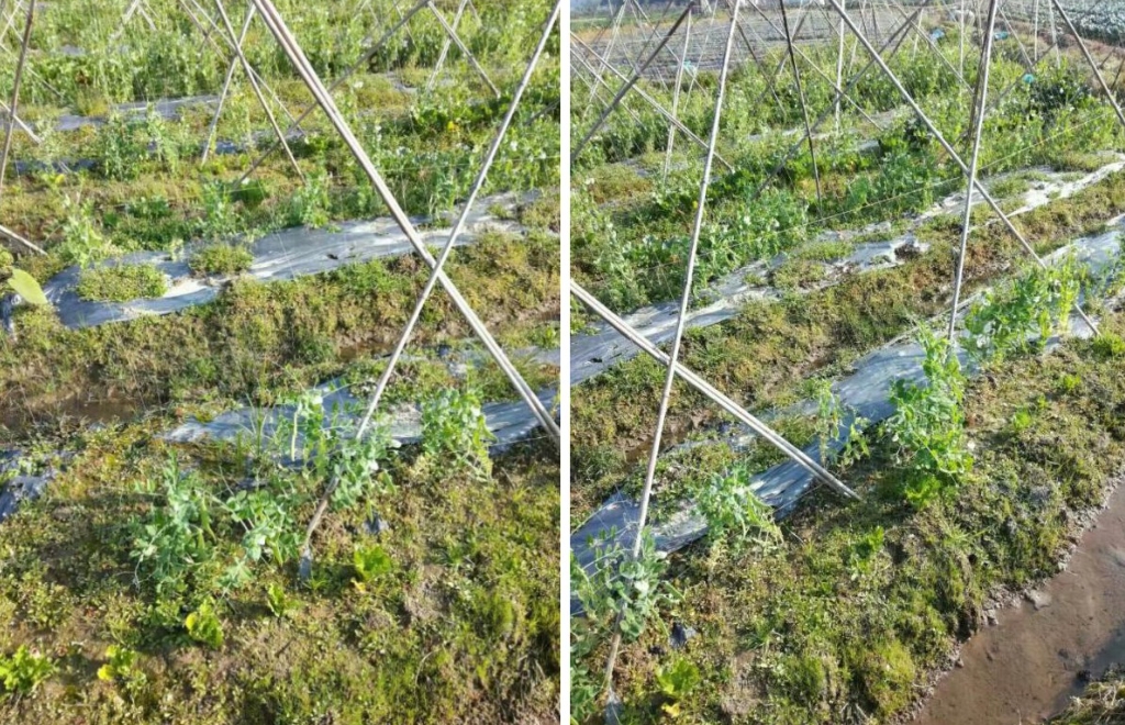 <b>荷蘭豆種植要搭架子嗎？看完本文搭架子與不搭架子你怎麼選擇</b>