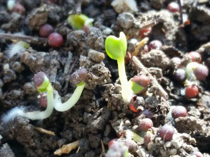 白菜的種植生長過程是怎樣的?一顆白菜種子的綠色生長路途!