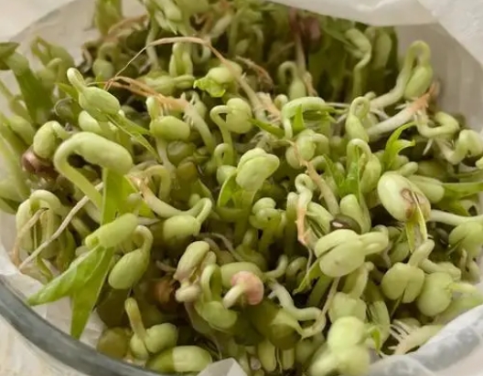 <b>豆芽怎麼保存不會變綠？三大妙招讓豆芽新鮮如初！</b>