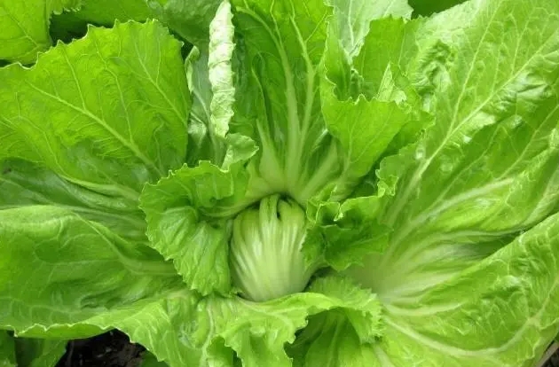 <b>芥菜長什麼樣子？芥菜圖片色彩斑斕形態大全。</b>