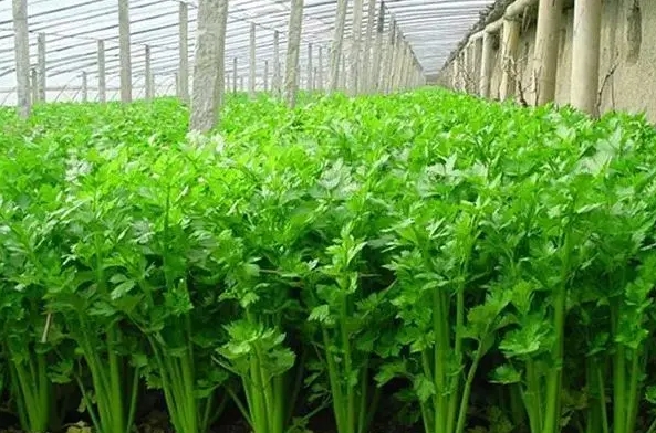 <b>芹菜可以重茬種植嗎？專家解答芹菜重茬種植建議與策略</b>