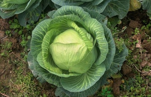 <b>卷心菜種植行距株距多少合適？高產種植秘籍新攻略。</b>
